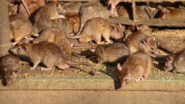 Large amount of rats eating in Karni Mata temple, India.