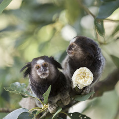 Two marmoset monkeys eating a banana