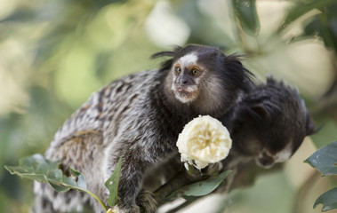 Two marmoset monkeys eating a banana