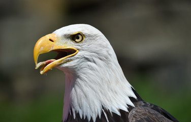 Weißkopfseeadler