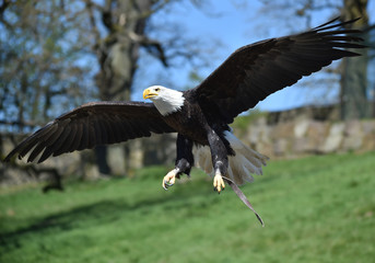 Weißkopfseeadler fliegt