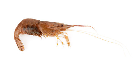 shrimp