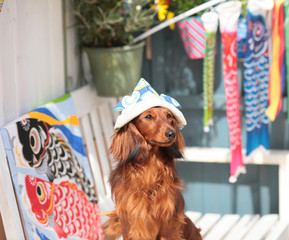 ダックスフンドとこいのぼり