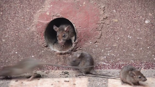 Holy rats running in Karni Mata temple in Deshnok, Rajasthan.