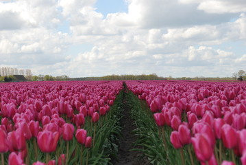 Uprawa tulipanów w Holandii - obrazy, fototapety, plakaty