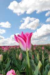 The Dutch landscape in spring - field of tulips - obrazy, fototapety, plakaty