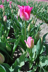 European cultivation of tulips