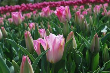Fototapeta premium European flower gardens