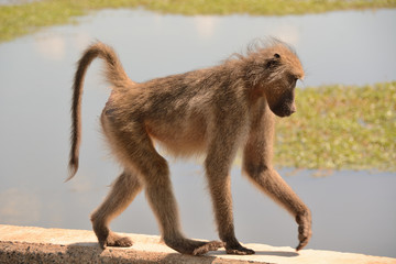Chacma baboon crossing the river by means of the road bridge