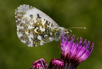 Female European Orange Tip butterfly (Anthocharis cardamines) feeding on a thistle flower in spring.