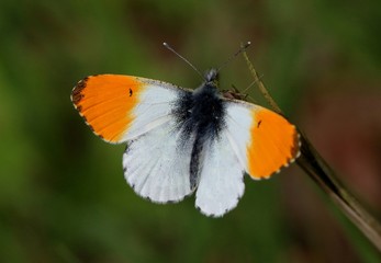 Male European Orange Tip butterfly (Anthocharis cardamines) wings opened