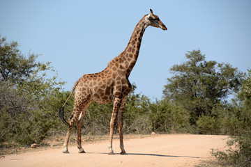 Naklejka premium Giraffe pausing while crossing the road, ever aware and on the lookout for the possible presence of predators