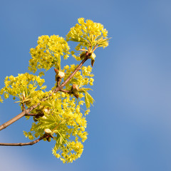 Spitzahorn (Acer platanoides) Blütenpracht im Frühling