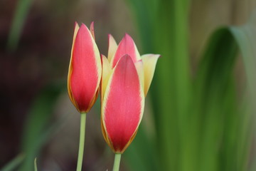 Naklejka premium Tulpe Blüte rot-gelb