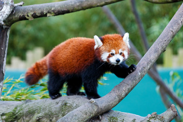 Naklejka premium Cute red panda