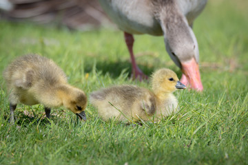 Graugans (Anser anser) Graugänse Küken Gössel
