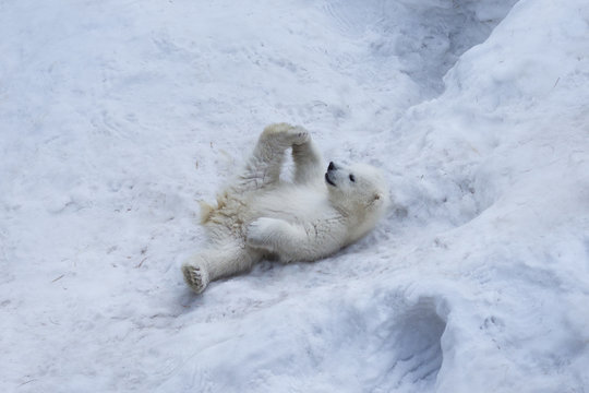 Portrait Of Polar Bear Cub Practicing Yoga On The Snow.