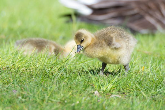 รูปภาพWattebausch – เลือกดูภาพถ่ายสต็อก เวกเตอร์ และวิดีโอ146 | Adobe Stock