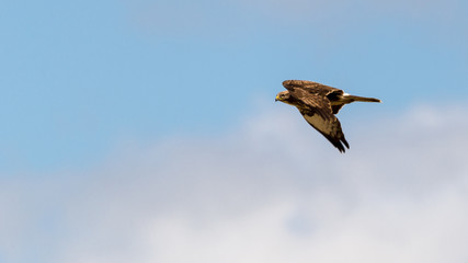 Mäusebussard (Buteo buteo) im Flug