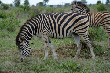 Fototapeta na wymiar Burchell's zebra herd grazing with a foal in the background