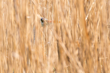 Graureiher (Ardea cinerea) gut getarnt im Schilf