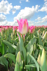W ogrodzie tulipanów
