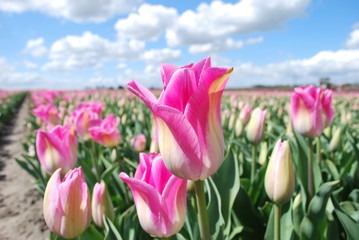 Różowe tulipany - hodowla 