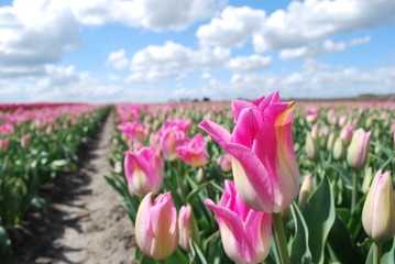 Uprawa różowych tulipanów w Europie  - obrazy, fototapety, plakaty