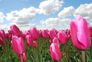 Tulipany - ogrody europejskie - obrazy, fototapety, plakaty