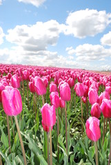 Tulipany - rośliny liliowate © dagabu