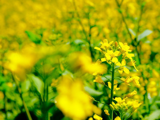 A field of rape blossoms 
