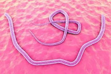 Parasitic nematode worms (roundworms) Ascaris lumbricoides, male (up) and female (down) which inhabit human intestine and cause disease ascariasis, 3D illustration