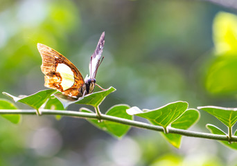 Obraz na płótnie Canvas Beautiful butterfly perching on a branch