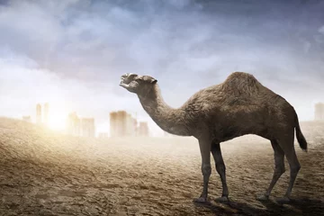 Deurstickers Kameel Afbeelding van kameel