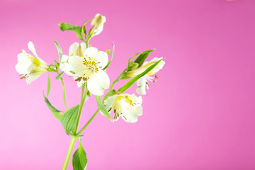 Fototapeta na wymiar Beautiful alstroemeria flowers on a pink background
