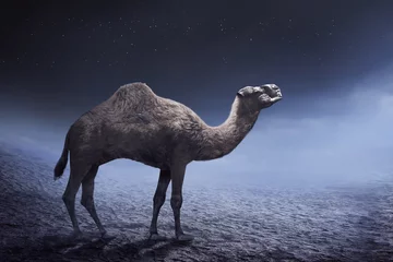 Fotobehang Kameel Afbeelding van kameel