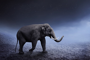 Éléphant de Sumatra à pied dans le désert