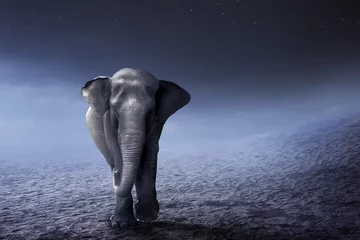 Papier Peint photo Éléphant Éléphant de Sumatra à pied dans le désert