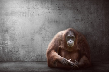 Image of orangutan © Leo Lintang