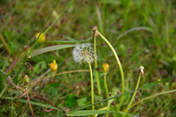タンポポと綿毛