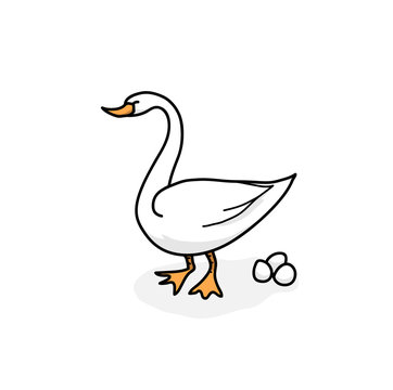 Swan, a hand drawn vector illustration of a white swan with its eggs.