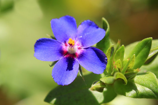 Anagallis monelli flower