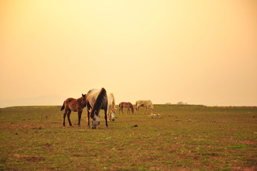 Fototapeta na wymiar Horse in Grassland at Sunset