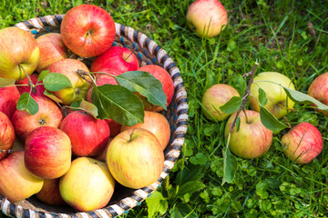 Organic apples in basket, apple orchard, fresh homegrown produce