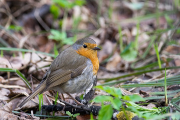  robin on a branch