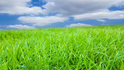 green grass texture pattern background