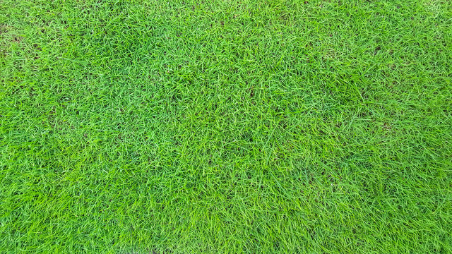 green grass texture pattern background