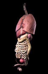 male internal organs