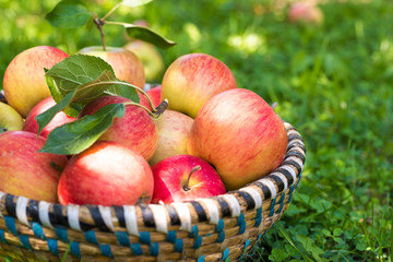 Organic apples in basket, apple orchard, fresh homegrown produce