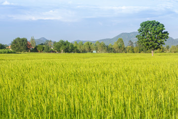 Fototapeta premium rice plantation